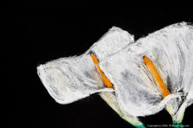 WJL-Flowers_and_Nature-0001