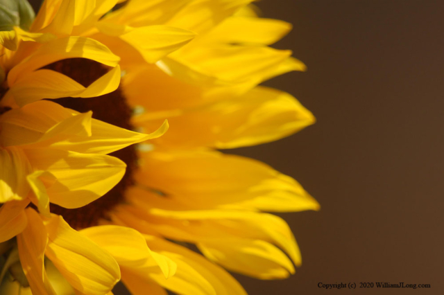 WJL-Flowers_and_Nature-0002