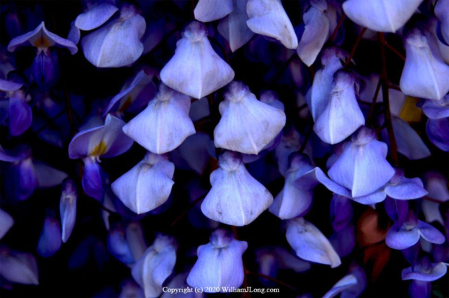 WJL-Flowers_and_Nature-0003