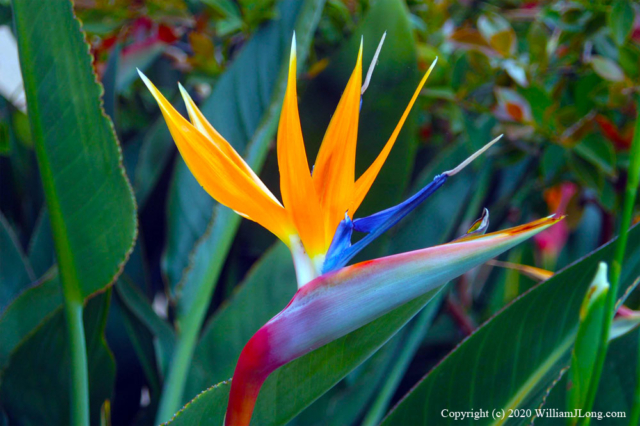 WJL-Flowers_and_Nature-0004