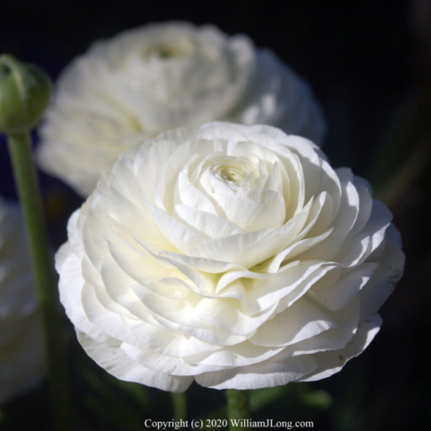 WJL-Flowers_and_Nature-0006