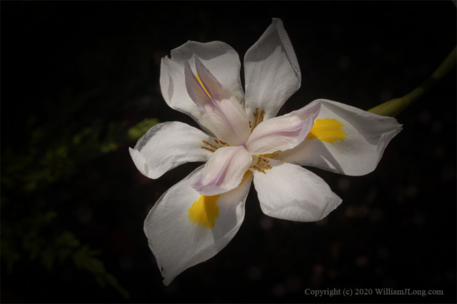 WJL-Flowers_and_Nature-0007