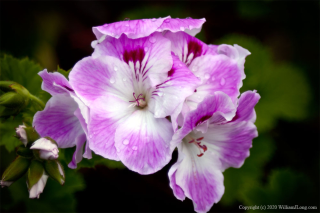 WJL-Flowers_and_Nature-0009