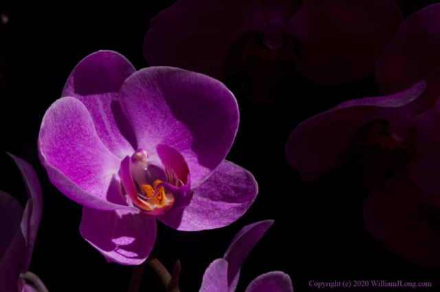 WJL-Flowers_and_Nature-0011