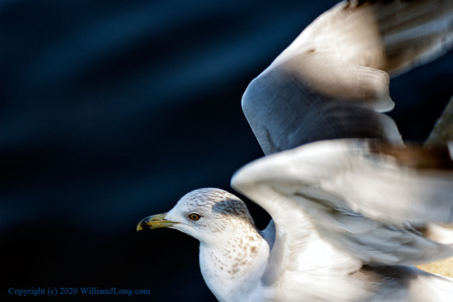 WJL-Flowers_and_Nature-0013