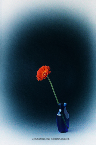 WJL-Flowers_and_Nature-0014