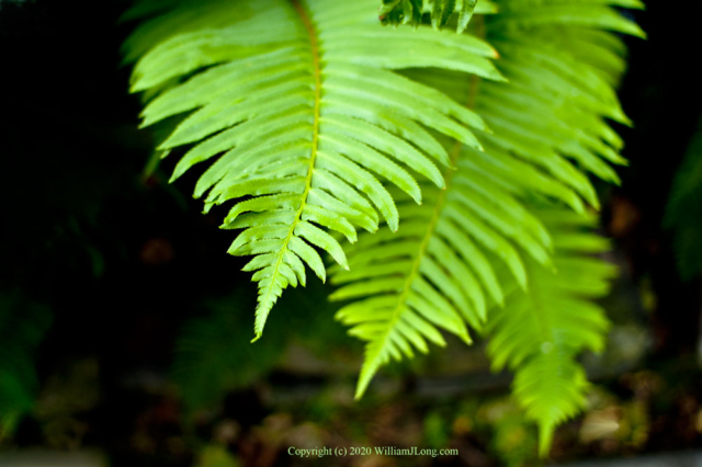 WJL-Flowers_and_Nature-0015