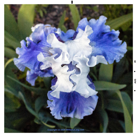 WJL-Flowers_and_Nature-0016