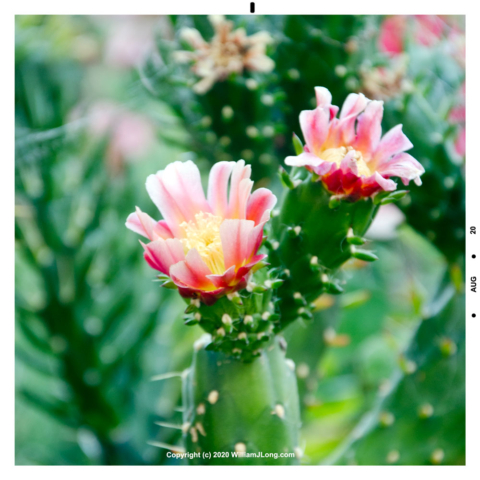 WJL-Flowers_and_Nature-0017