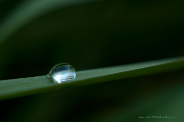 WJL-Flowers_and_Nature-0021