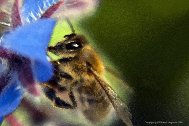 WJL-Flowers_and_Nature-0025