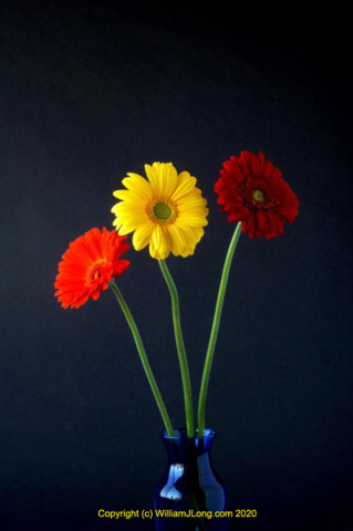 WJL-Flowers_and_Nature-0026