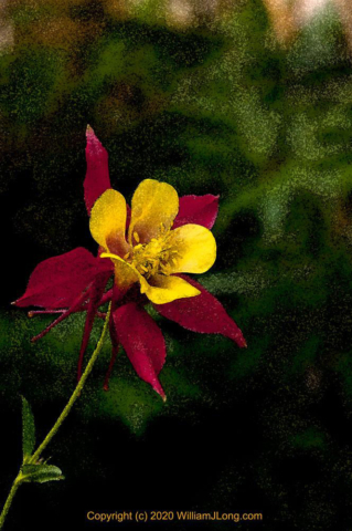 WJL-Flowers_and_Nature-0027