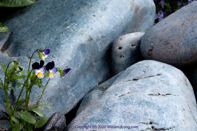 WJL-Flowers_and_Nature-0028