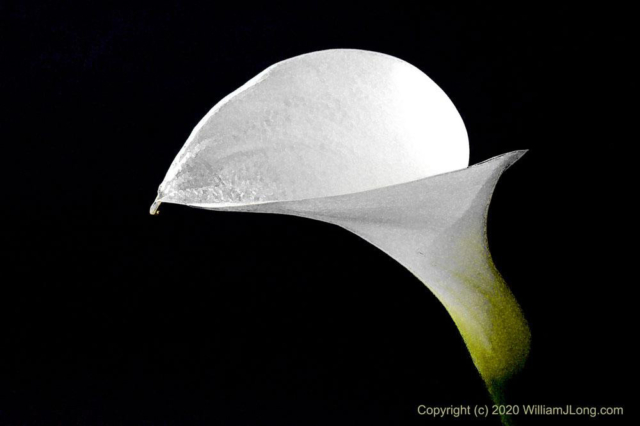 WJL-Flowers_and_Nature-0030