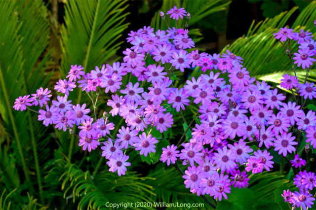 WJL-Flowers_and_Nature-0032