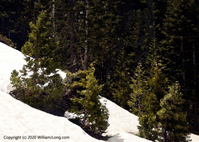 WJL-Flowers_and_Nature-0033