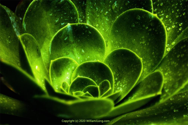 WJL-Flowers_and_Nature-0034