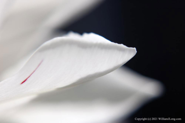 WJL-Flowers_and_Nature-0036