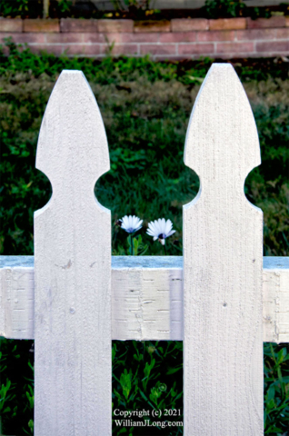 WJL-Flowers_and_Nature-0037