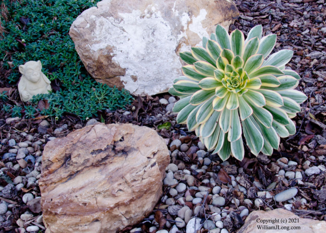 WJL-Flowers_and_Nature-0038