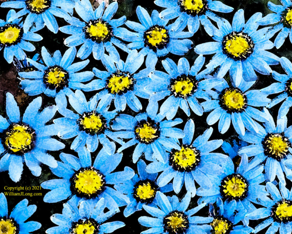 WJL-Flowers_and_Nature-0039