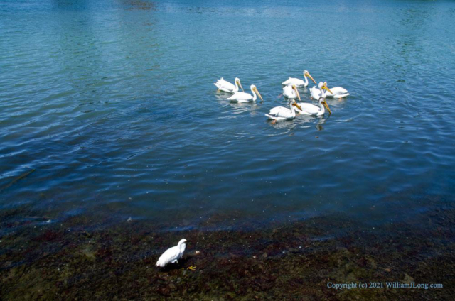 WJL-Flowers_and_Nature-0040