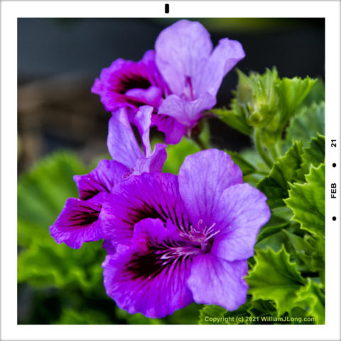 WJL-Flowers_and_Nature-0042