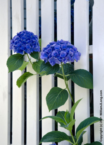 WJL-Flowers_and_Nature-0043