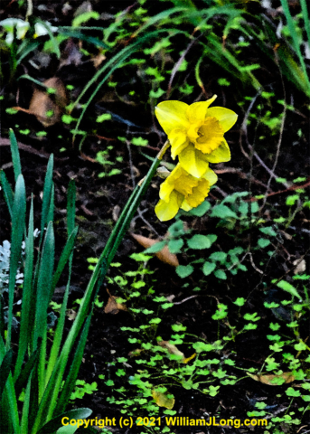 WJL-Flowers_and_Nature-0044