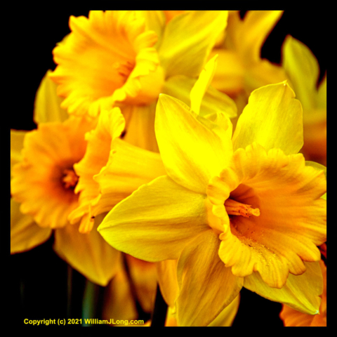 WJL-Flowers_and_Nature-0045