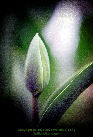 WJL-Flowers_and_Nature-0047