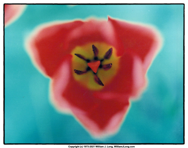 WJL-Flowers_and_Nature-0048