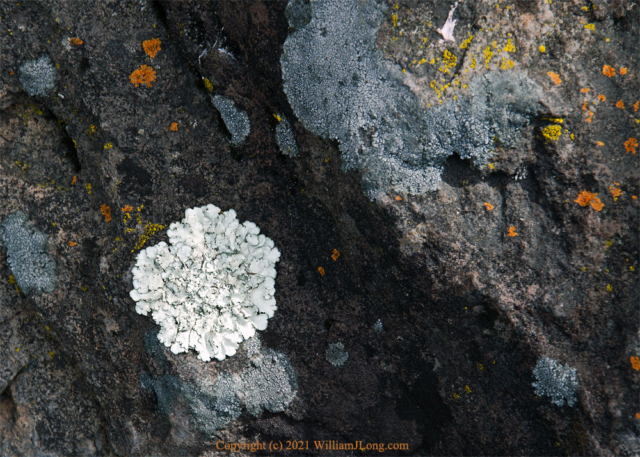 WJL-Flowers_and_Nature-0051