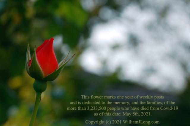 WJL-Flowers_and_Nature-0052