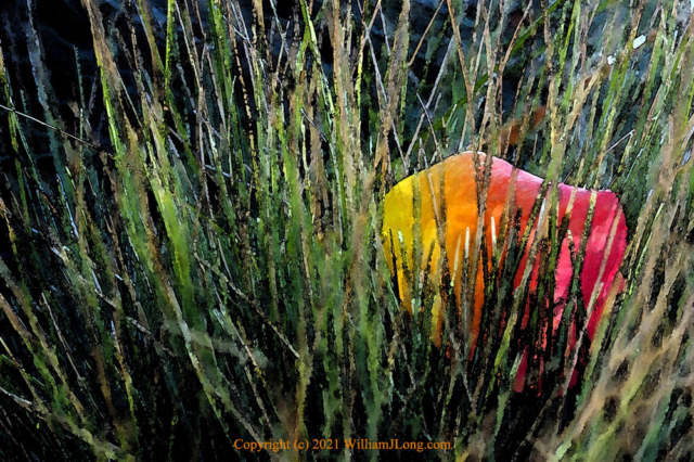 WJL-Flowers_and_Nature-0054