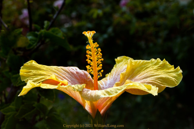 WJL-Flowers_and_Nature-0055