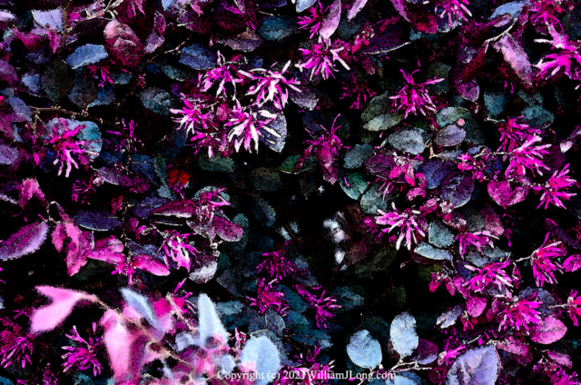 WJL-Flowers_and_Nature-0056