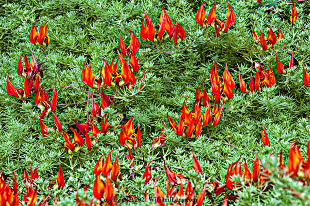 WJL-Flowers_and_Nature-0057