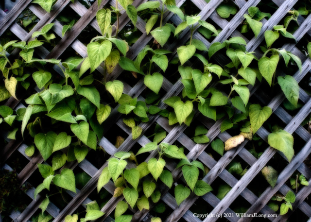 WJL-Flowers_and_Nature-0059