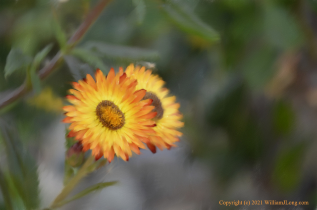 WJL-Flowers_and_Nature-0062-Yellow_Flower-Acrylic