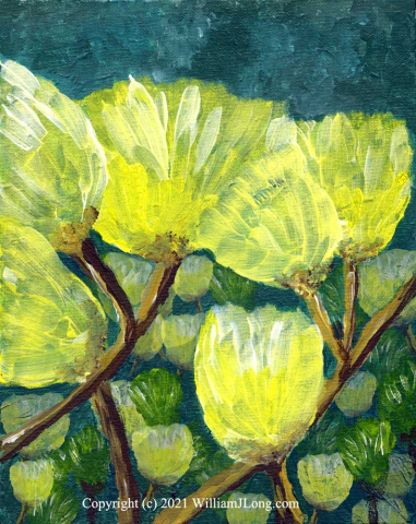 WJL-Flowers_and_Nature-0064