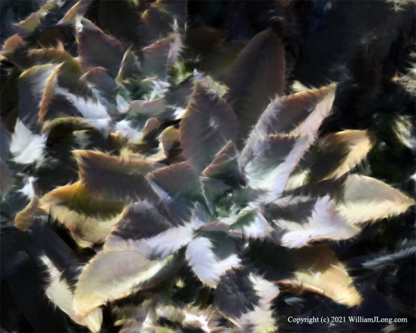 WJL-Flowers_and_Nature-0065