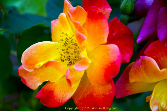 WJL-Flowers_and_Nature-0067