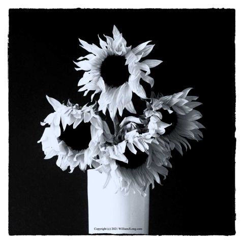 WJL-Flowers_and_Nature-0068