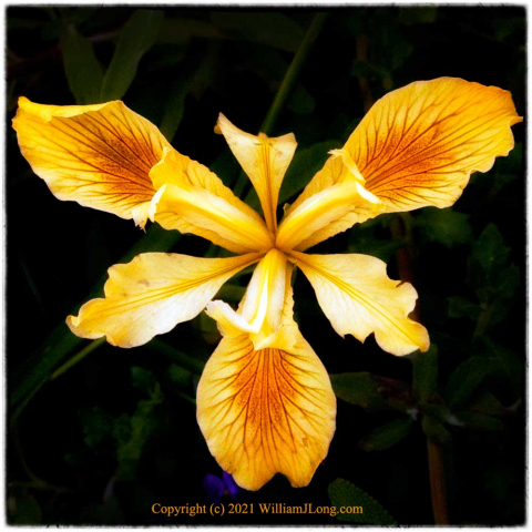 WJL-Flowers_and_Nature-0069