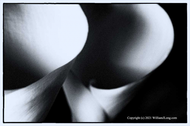 WJL-Flowers_and_Nature-0070