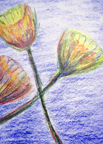 WJL-Flowers_and_Nature-0072