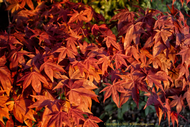 WJL-Flowers_and_Nature-0074