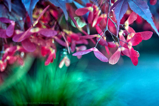 WJL-Flowers_and_Nature-0075